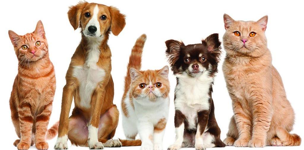 Доска объявлений о животных | ЗооТом - продажа, вязка и услуги для животных в Южно-Сухокумске