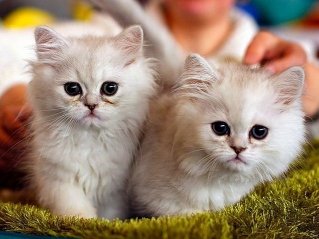 Породы кошек в Южно-Сухокумске | ЗооТом портал о животных