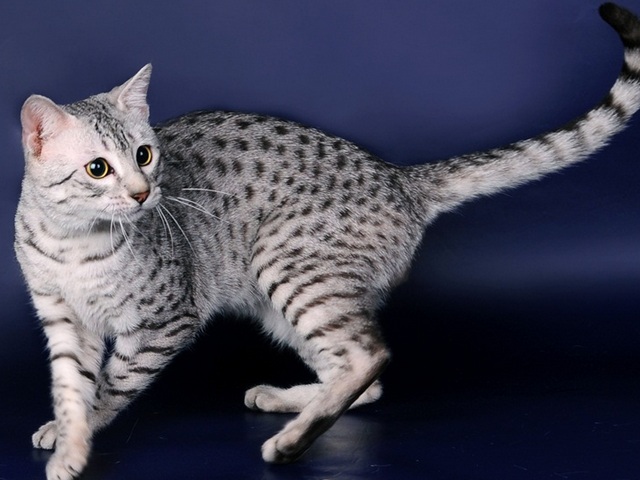 Породы кошек в Южно-Сухокумске | ЗооТом портал о животных
