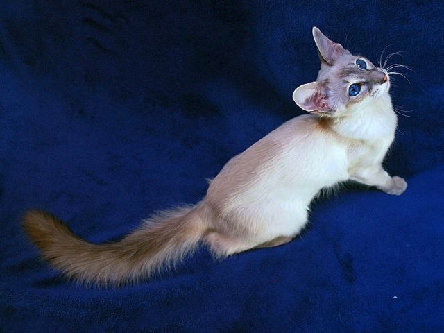 Выведенные породы кошек в Южно-Сухокумске | ЗооТом портал о животных