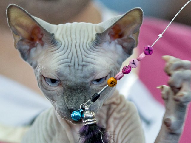 Выставки кошек в Южно-Сухокумске | ЗооТом портал о животных