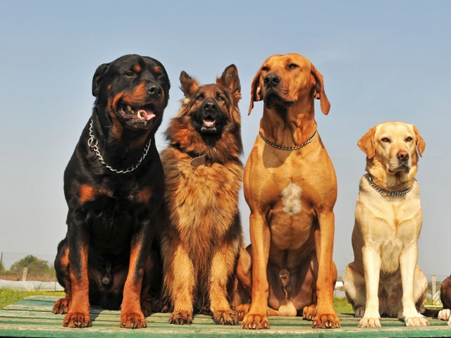 Крупные породы собак в Южно-Сухокумске | ЗооТом портал о животных